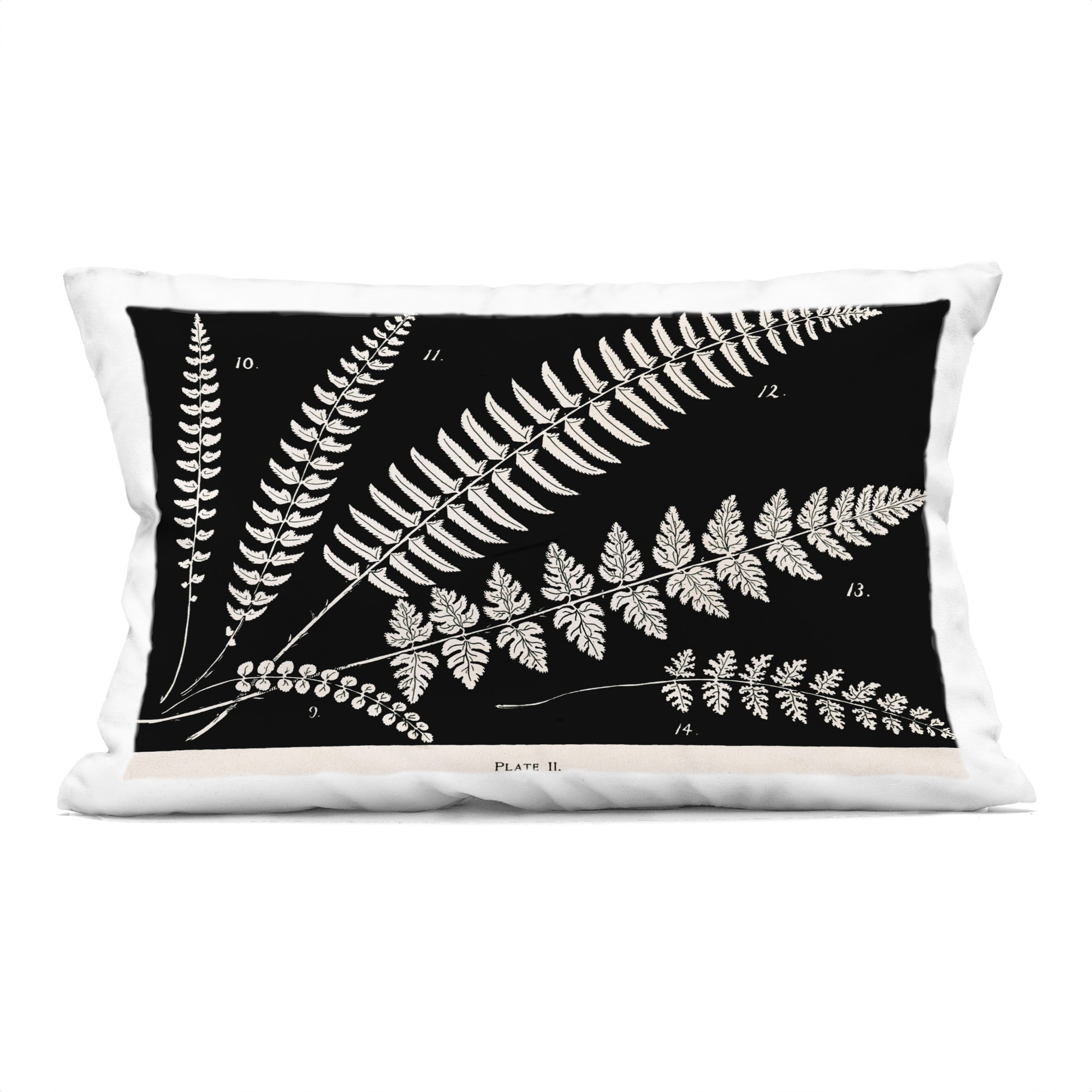 Stupell Fern Studies on Black Decorative Printed Throw Pillow Design by Phillipa Katz