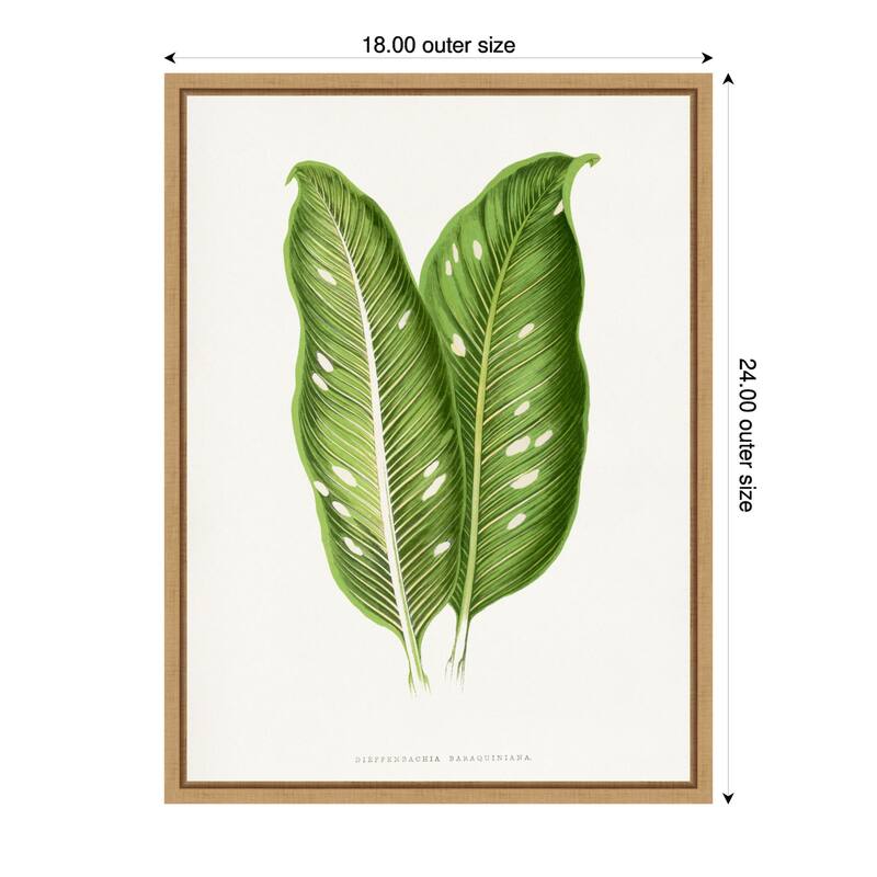 Green Dieffenbachia Baraquiniana Leaf Illustration by Les Plantes a Framed Canvas Wall Art Print - 18 x 24 in