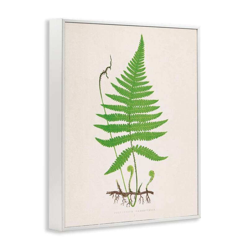 Stupell Curled Budding Fern Sprigs Framed Giclee Art Design By Phillipa Katz