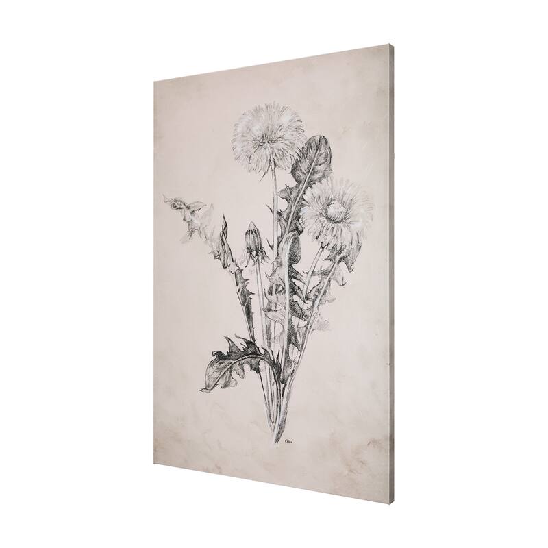 Dandelion Drawing II (30 x 45) Canvas Art Print