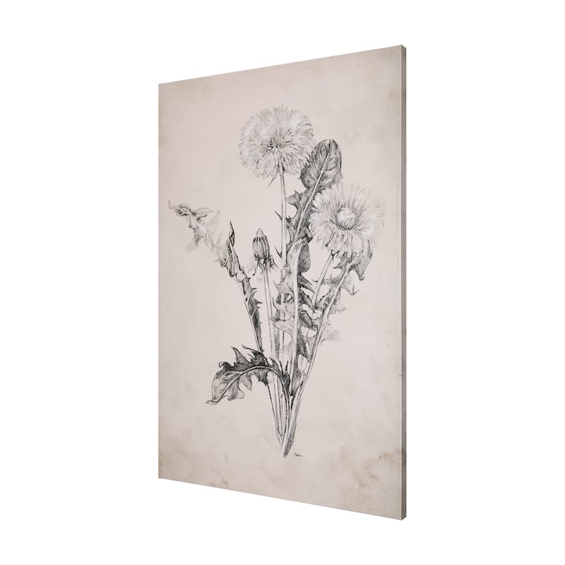Dandelion Drawing II (40 x 60) Canvas Art Print
