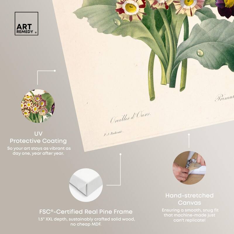 Auricula Varieties Canvas by Art Remedy, Gallery Wrapped