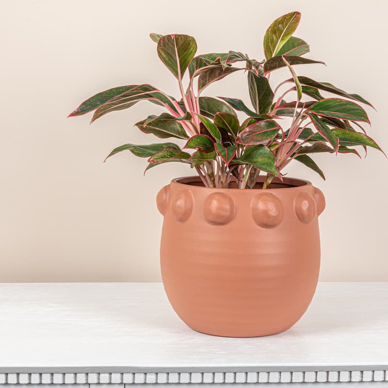 Terra-cotta Planter with Raised Dots Design - 10.5"L x 10.5"W x 9.0"H - Terracotta
