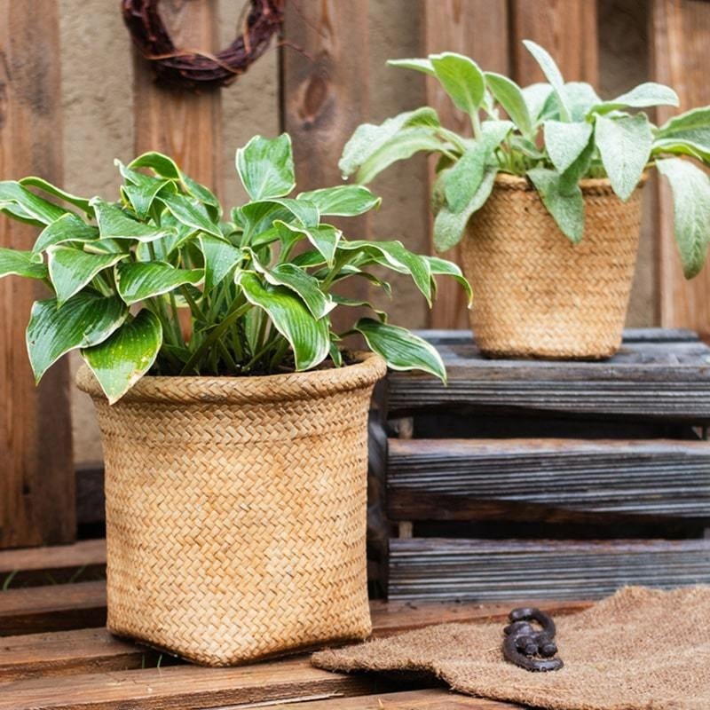 Large Rustic Drip Pot Planter Pot Frost Proof D65cm x H50cm 