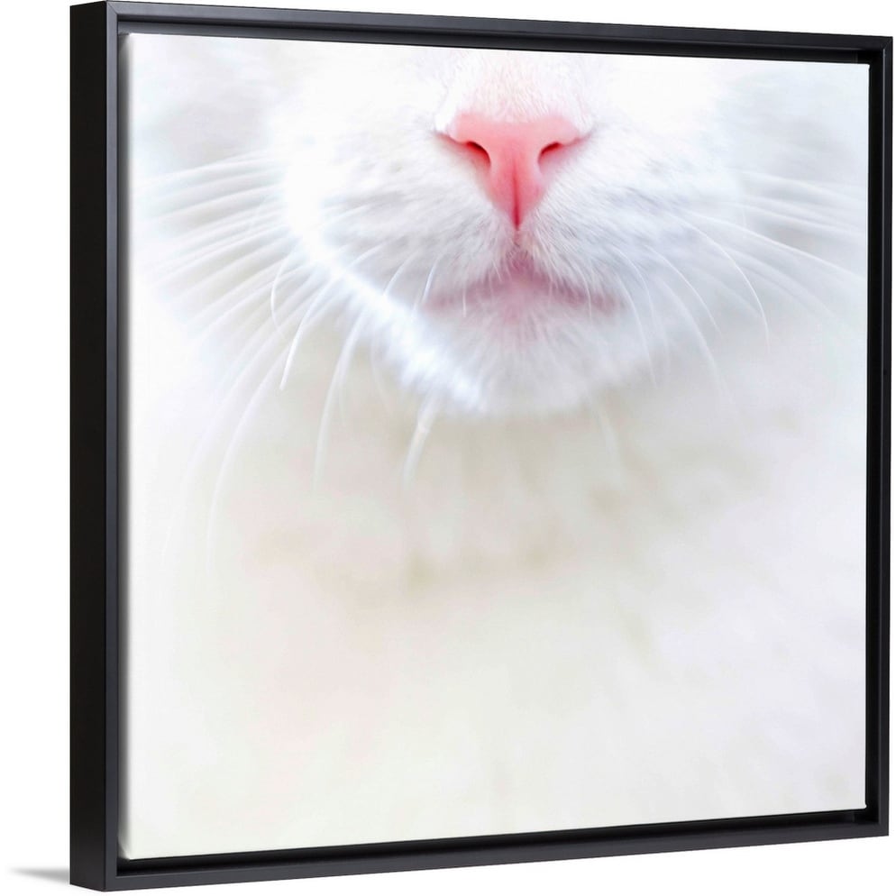 Shop White Kitty Cat With Pink Nose Us Black Float Frame Canvas Art Overstock 25520291