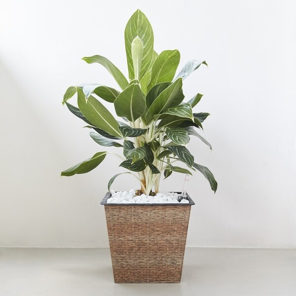 Living Green Plastic Self-Watering Hanging Basket Planter Lucca 13 in 