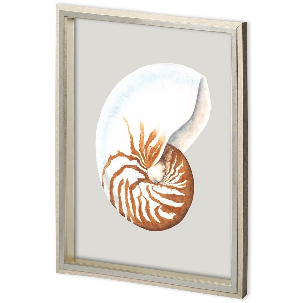 Custom Spider Conch by Maleki, Ferdos a Framed Art Print Matted under Glass