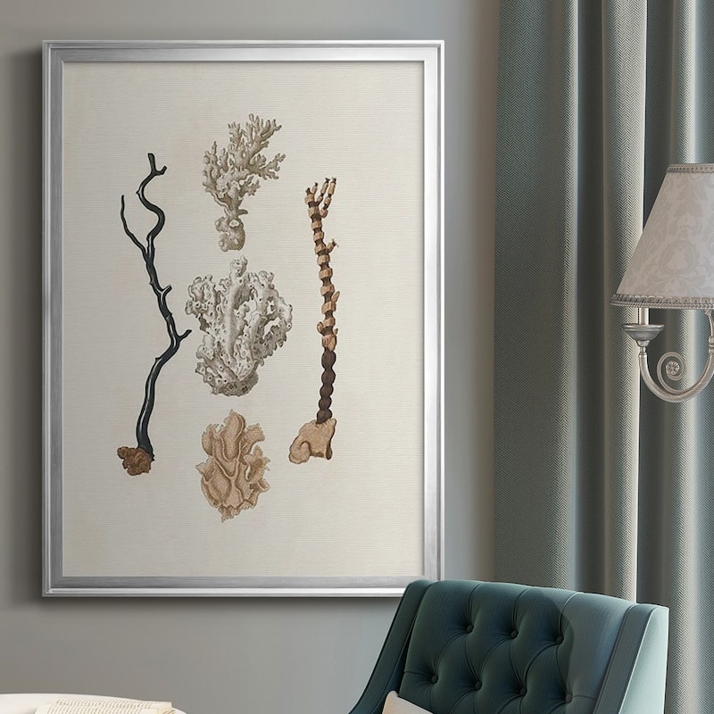 Knorr Shells & Coral V Premium Framed Print - Ready to Hang