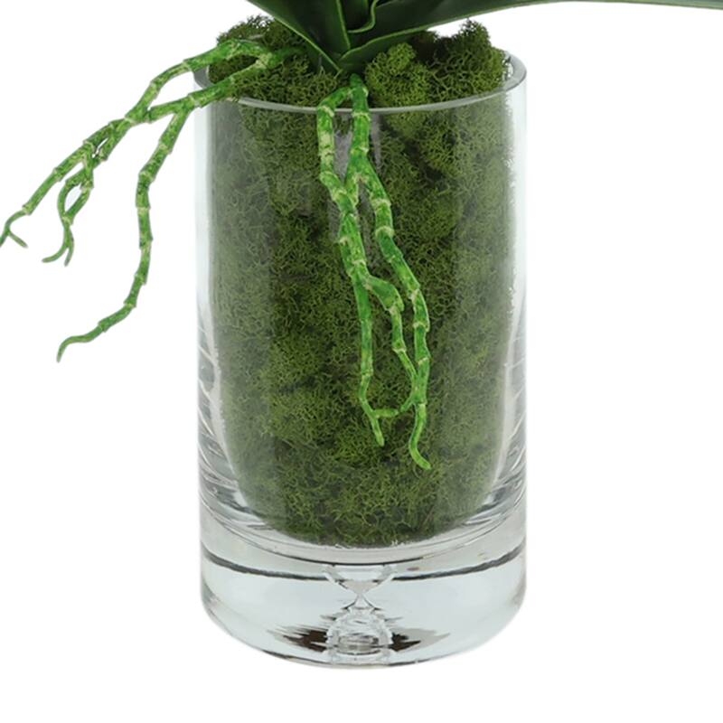 Orchids Arranged in Glass Vase with Moss - 25
