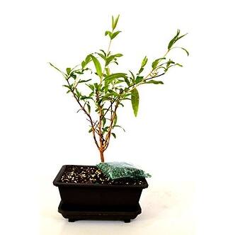Shop 9greenbox Dwarf Pomegranate Mame Bonsai W Water Tray And Fertilizer Overstock 17936216