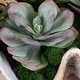 preview thumbnail 3 of 2, Uttermost Seaside Breeze Succulents