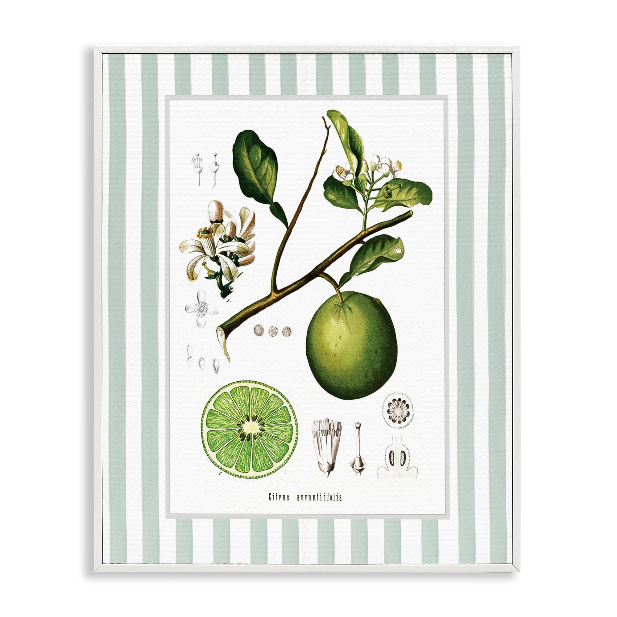 Stupell Vintage Lime Green Stripes Framed Giclee Art Design By Lettered and Lined