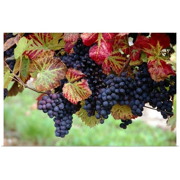 "Grapevines" Poster Print