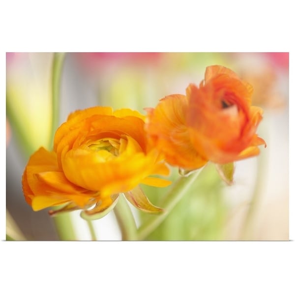 "Studio shot of orange Ranunculus" Poster Print