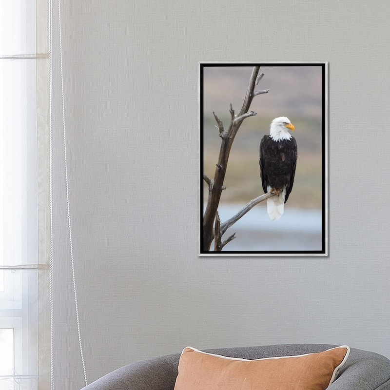 iCanvas "USA, Wyoming, Sublette County. Adult Bald Eagle sitting on a snag above Soda Lake." by Elizabeth Boehm Framed