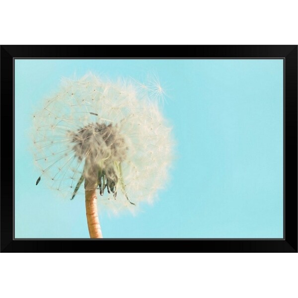 "Close up of dandelion flower on sky blue background" Black Framed Print