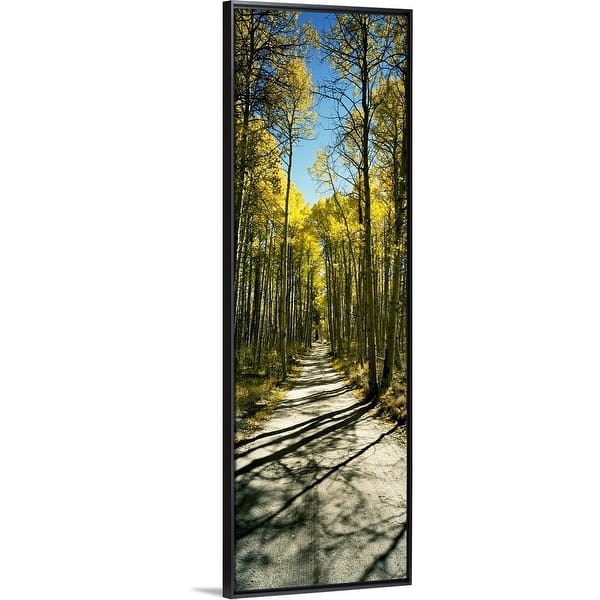 Shop Aspen Trees In A Forest Californian Sierra Nevada