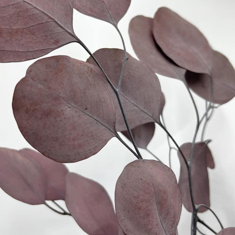 Bundle of 4 Preserved Eucalyptus Apple Leaves 24" long - 24 Inches