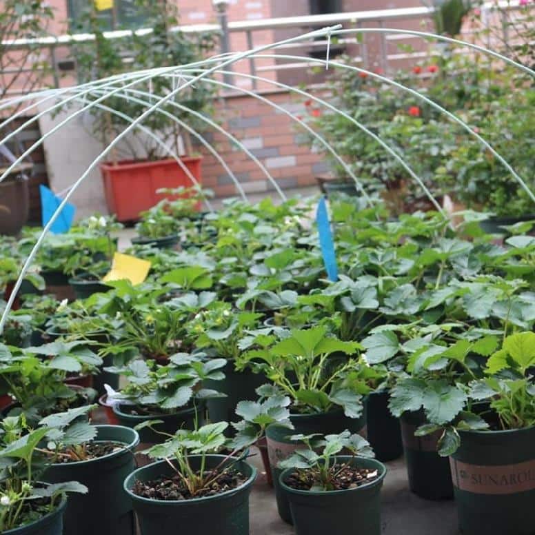 Agfabric Fiberglass Garden Greenhouse Hoops, Removable Plant Grow Support Tunnels for Garden Fabric, (24-Pack)