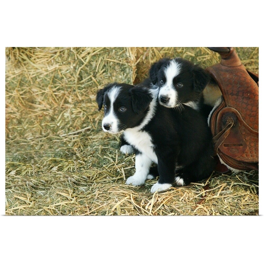 Border Collie Puppies Border Collie Breeders Puppies For