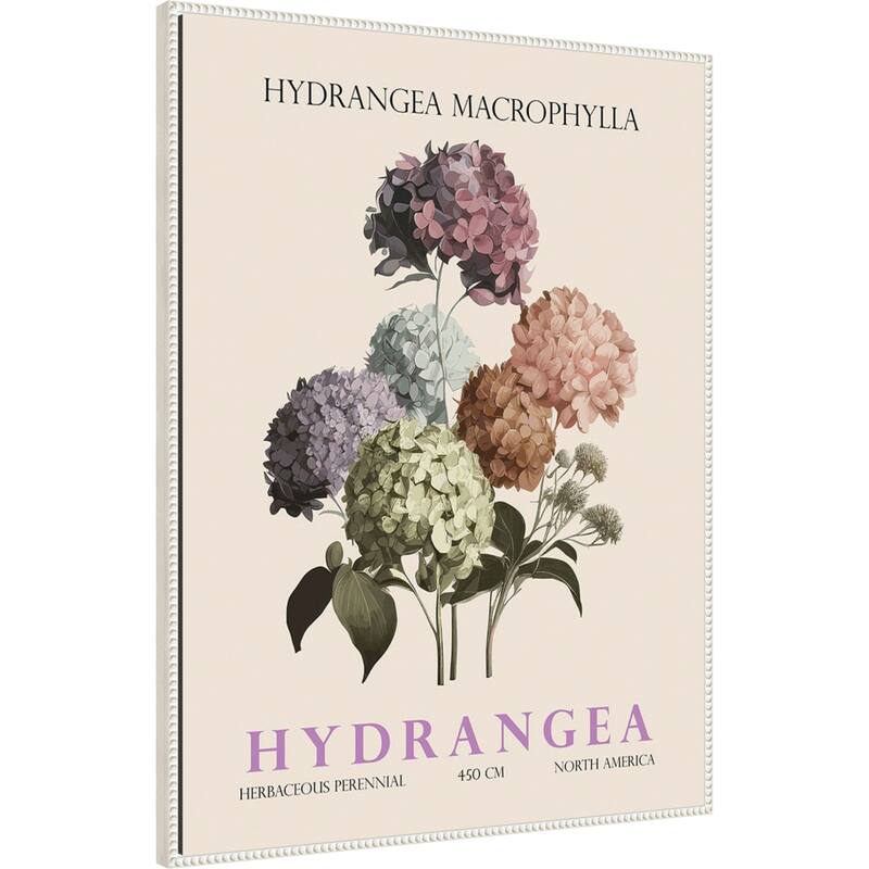 Vintage Botanical Hydrangea Illustration by Christopher Giampietro Framed Canvas Wall Art Print