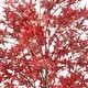 preview thumbnail 3 of 2, Potted Japanese Maple Tree 4'