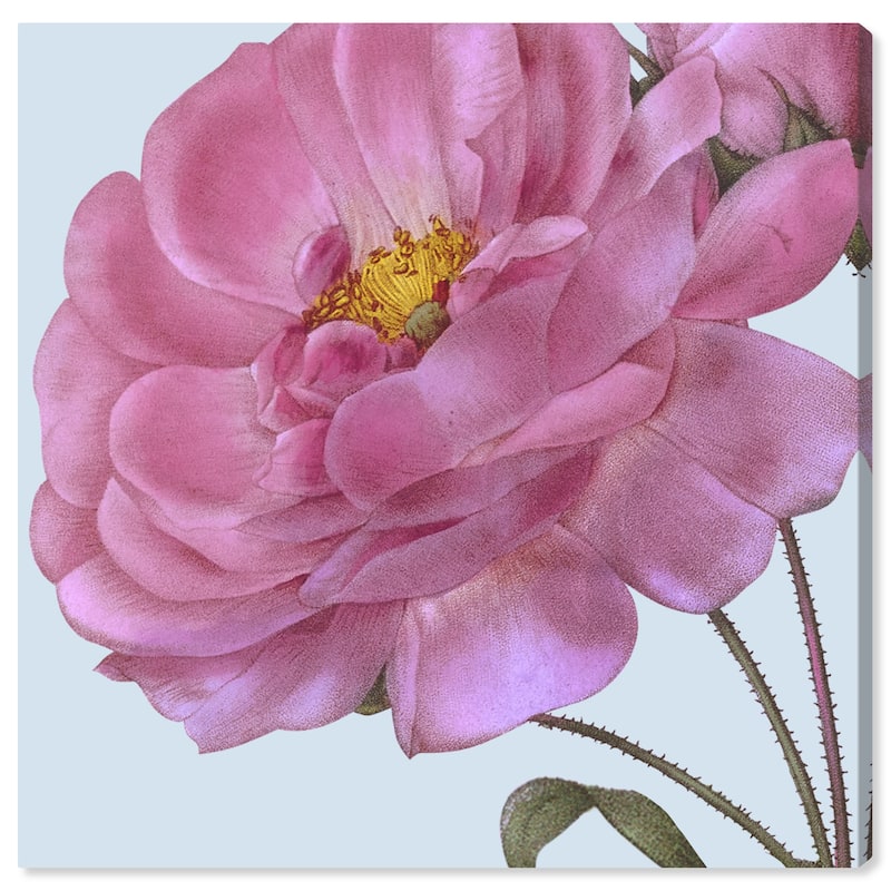 Wynwood Studio Canvas Floral and Botanical Flower III Pink and Pastel Blue Traditional Wall Art Canvas Print