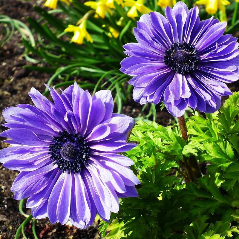 Colorful Anemone Poppy - Blue, Pink, White, Purple Flowers - 45 Bulbs - Attracts Butterflies, Bees & Hummingbirds - 45 Bulbs