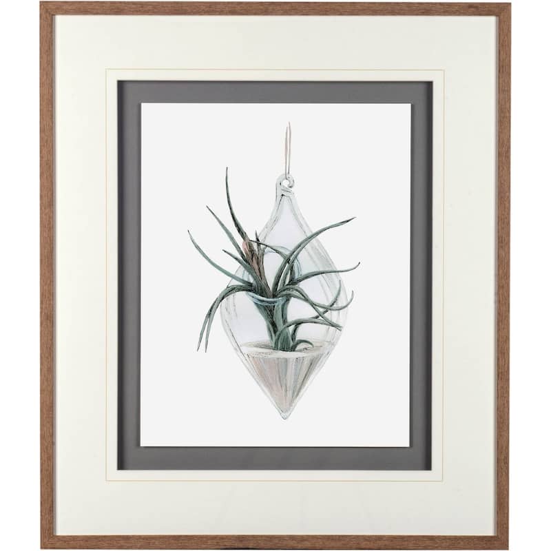 Air Plant 2 Framed Art Print