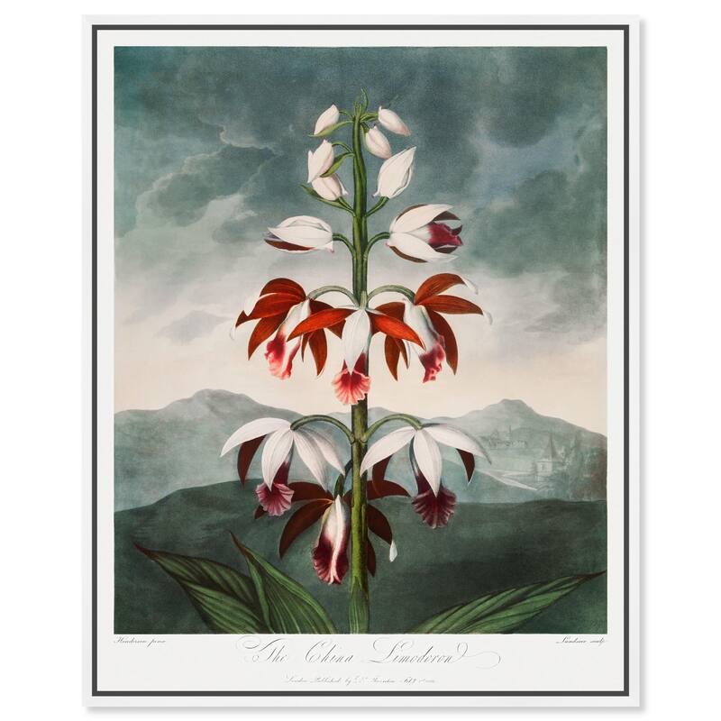 The China Limodoron 1807 Canvas by Art Remedy - White - 20" x 24"