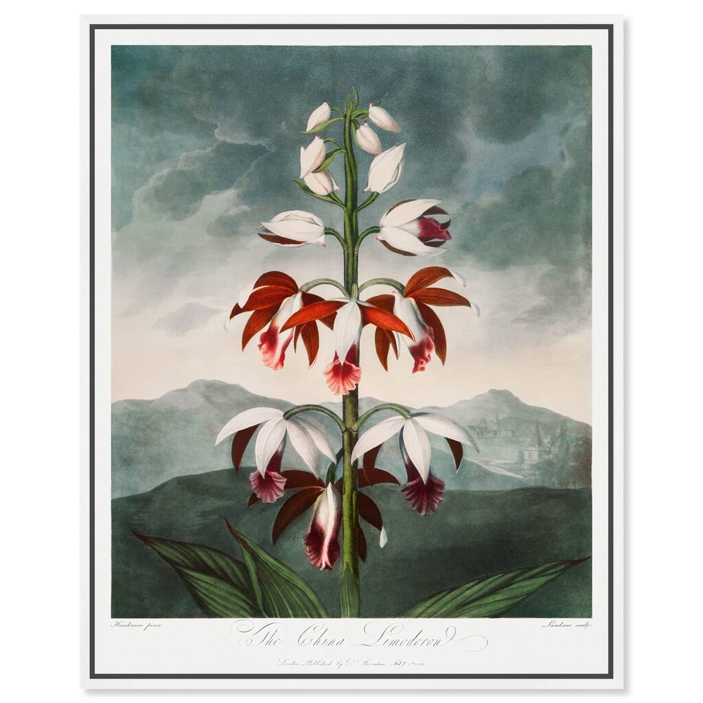 The China Limodoron 1807 Canvas by Art Remedy