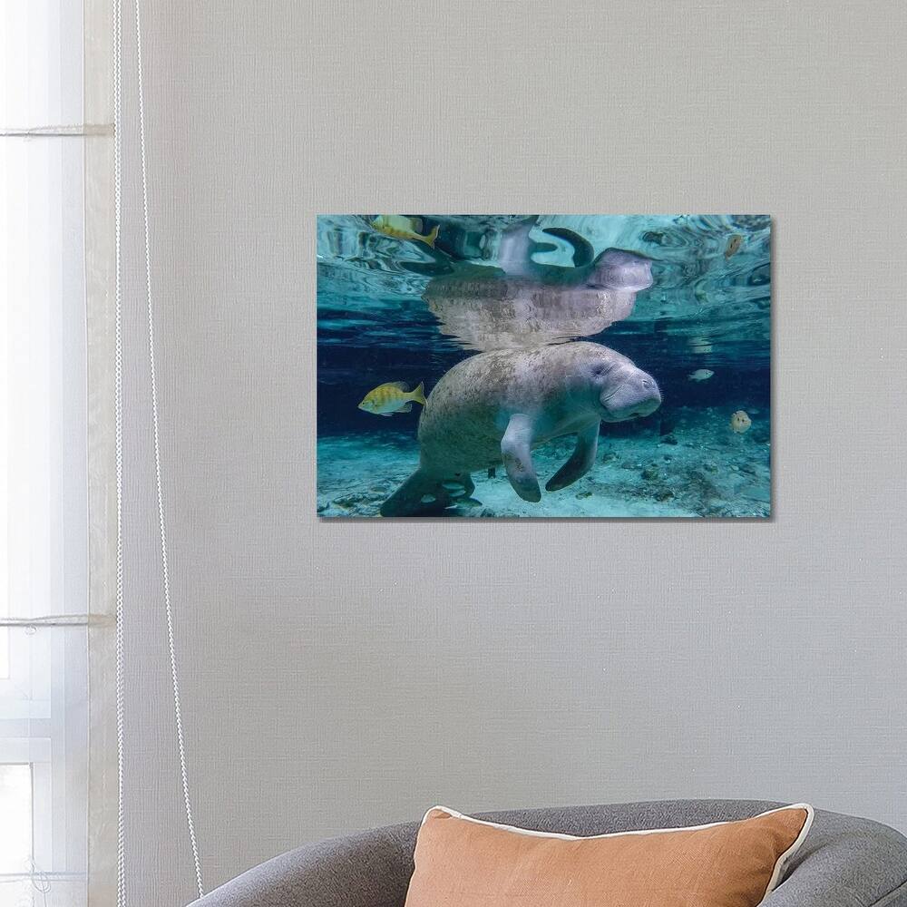 iCanvas "Florida Manatee" by Eric Fisher Canvas Print