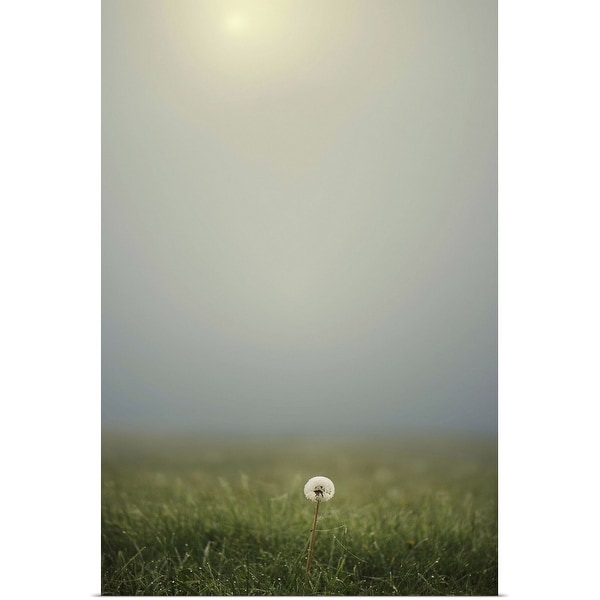 "Dandelion on meadow, both covered with morning dew water drops and foggy background." Poster Print