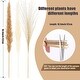preview thumbnail 9 of 7, VECELO 51 pieces natural dry pampas grass decorations - 51 pieces