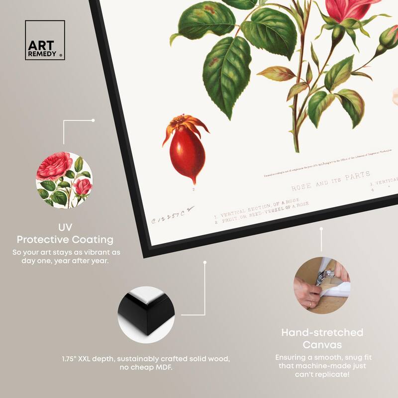 Rose and its parts (1872) Canvas by Art Remedy