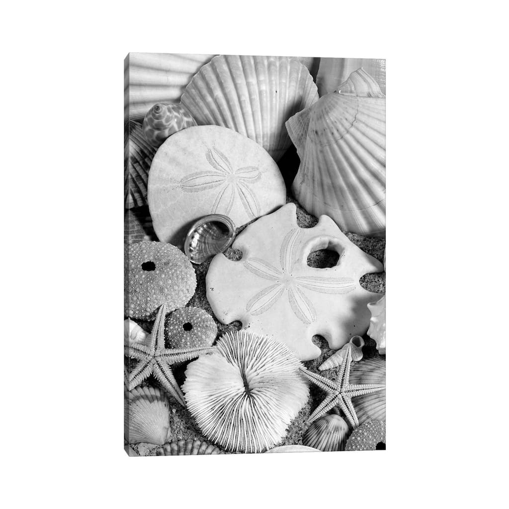 iCanvas "1980s Assortment Of Seashells Sand Dollars Coral And Starfish On Sand" by Vintage Images Canvas Print