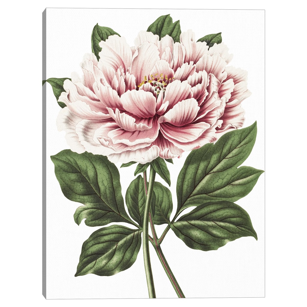 Pink Peony Crop Lite Canvas Art Print