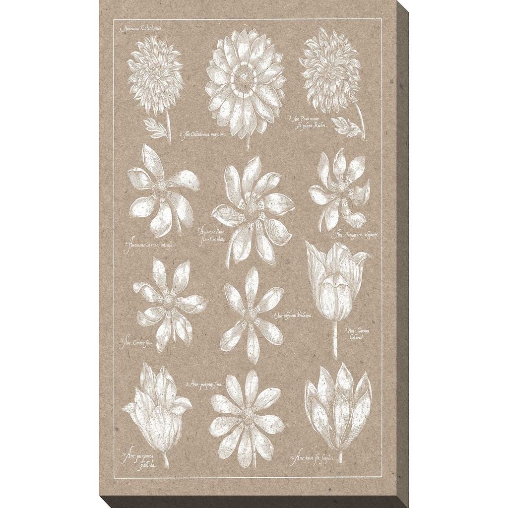 "Anemone Plate II (Vertical)" Print on Canvas