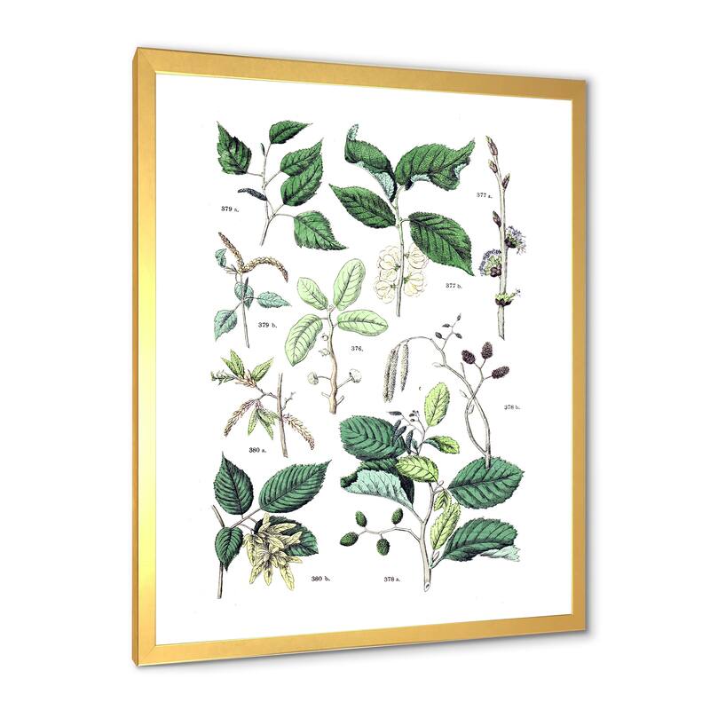 Designart "Vintage Botanicals VIII" Traditional Framed Art Print