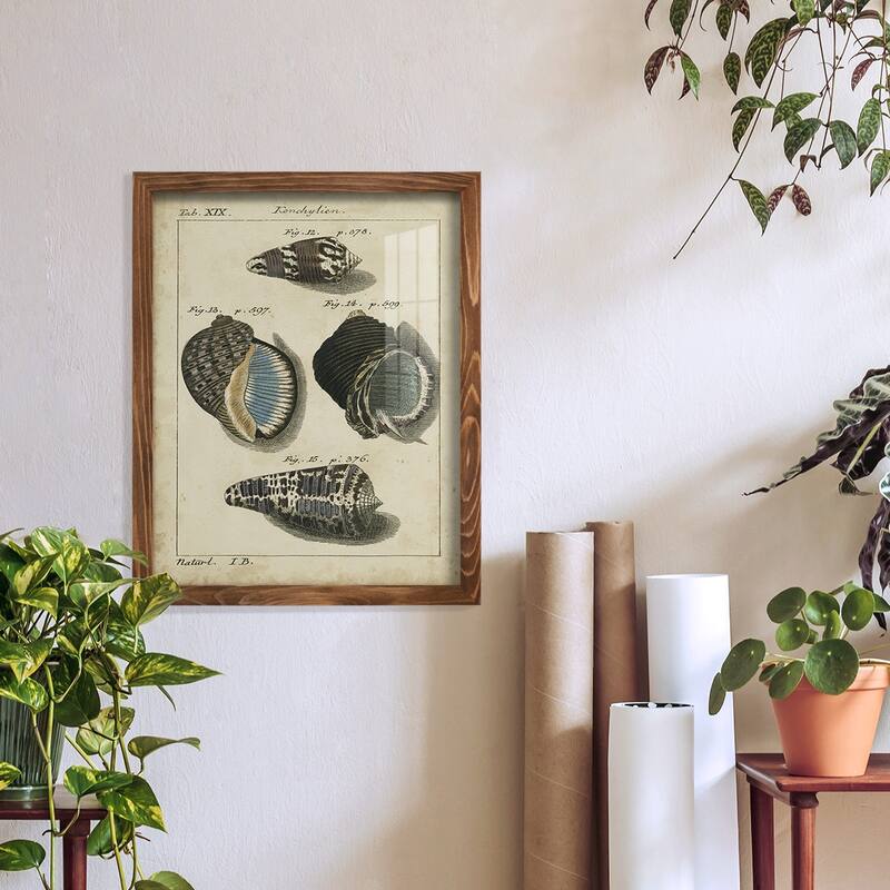 Vintage Shell Study III -Framed Print w/glass-Cherry Red