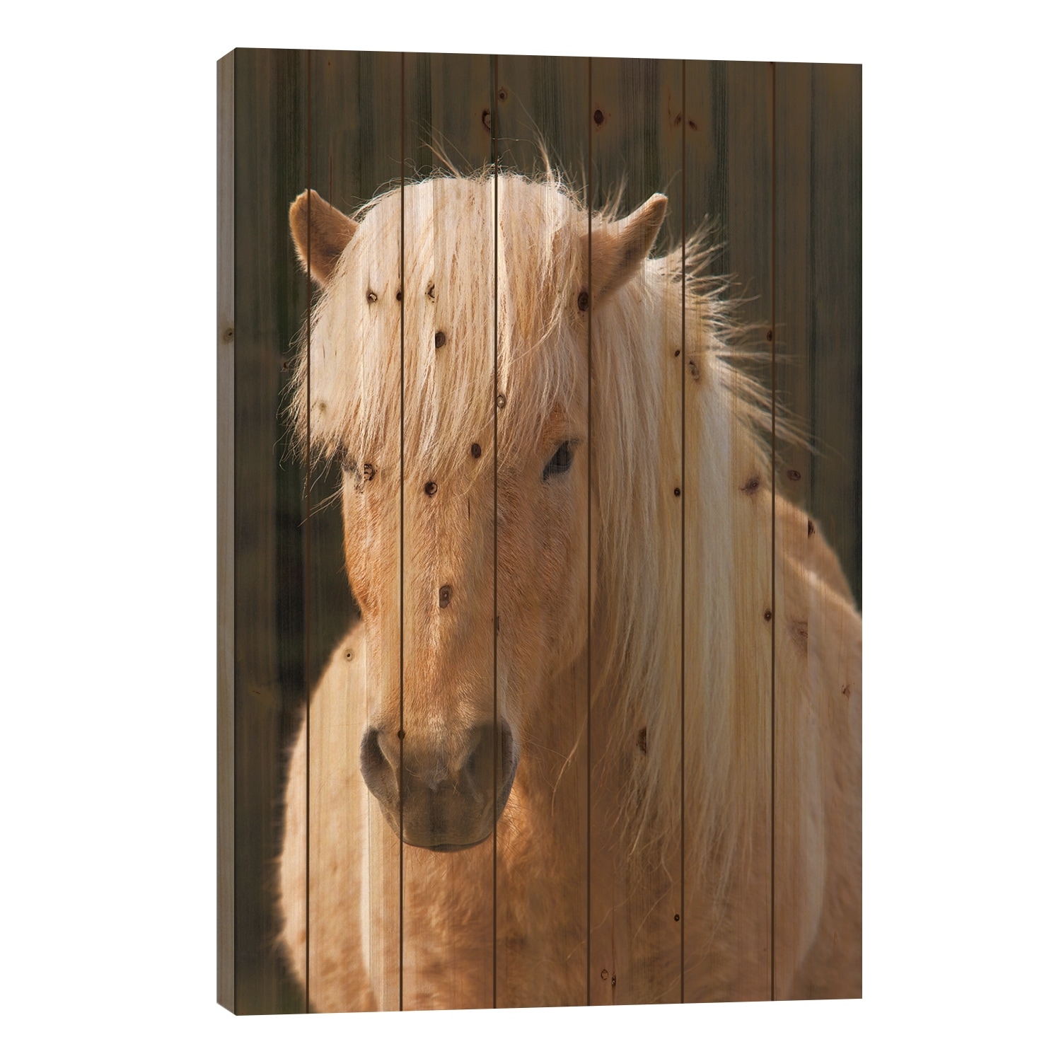 Iceland. Icelandic horse in sunset light IV Print On Wood by Jaynes Gallery - Multi-Color