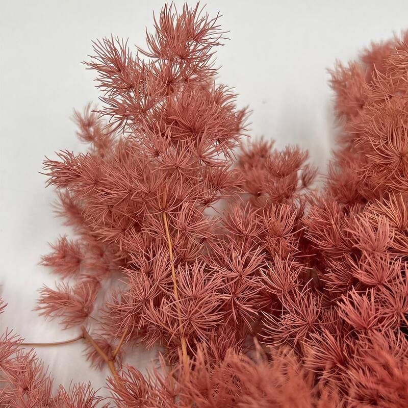 Bundle of 4 Preserved Asparagus Fern,12-20 inches long - 12-20 inch