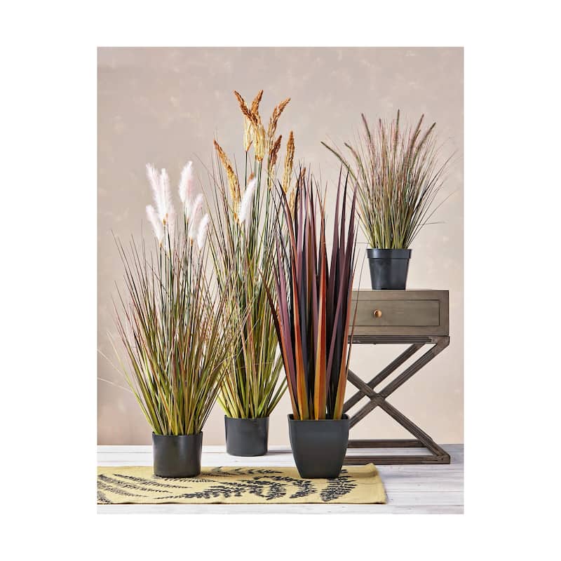 Foxtail Grass