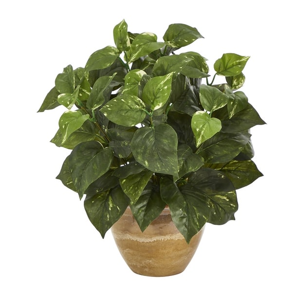 grow desert rose from seed Green River 4 Golden Yellow Desert Rose Seeds