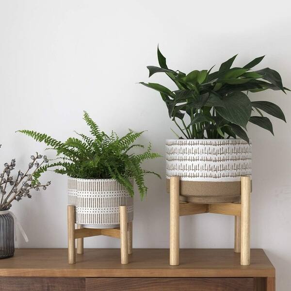 money plant light requirements Bird of Paradise Plant Care - How to Grow Strelitzia nicolai main image 1
