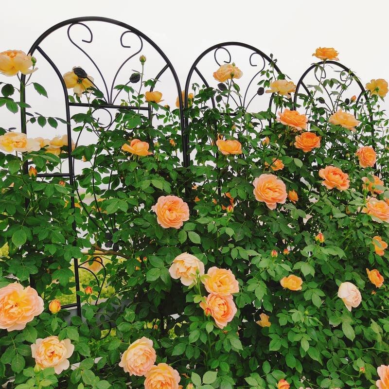 2 Pack Metal Garden Trellis 86.7in x 19.7in Rustproof Trellis