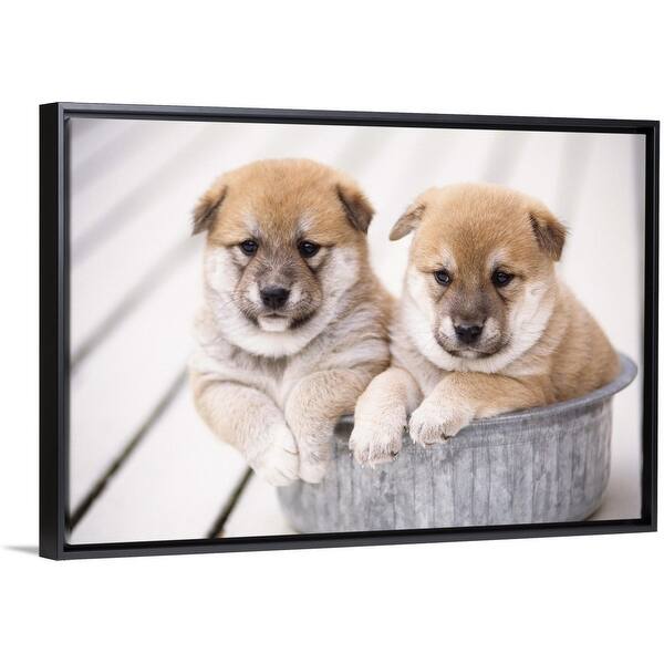 Shop Shiba Inu Puppies In Aluminum Tub Black Float Frame Canvas Art Overstock 25518853