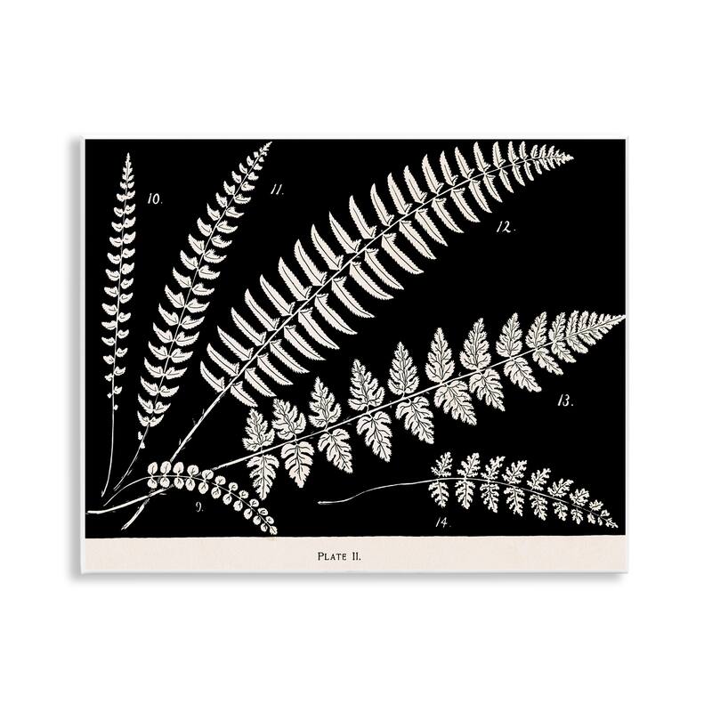 Stupell Fern Studies on Black Wall Plaque Art Design By Phillipa Katz - 14 x 11