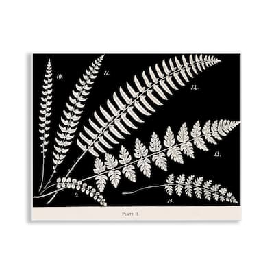 Stupell Fern Studies on Black Wall Plaque Art Design By Phillipa Katz