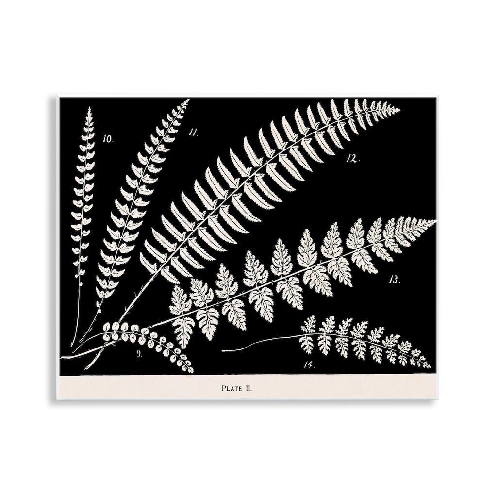 Stupell Fern Studies on Black Wall Plaque Art Design By Phillipa Katz